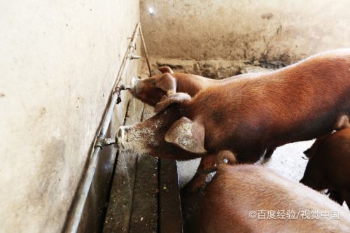 也可以用来喂猪,把过期的面粉配上猪饲料或者豆糠啥的,猪还是会很