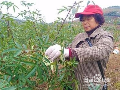花椒树种植方法