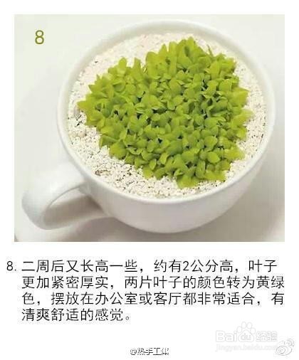 火龙果小盆栽种植