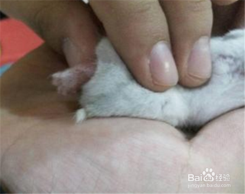 仓鼠打架腿流血了怎么办