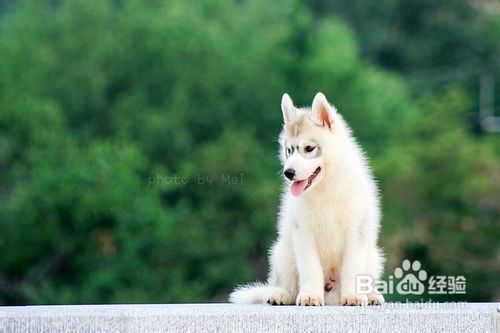 保护狗狗的牙齿需要小技巧