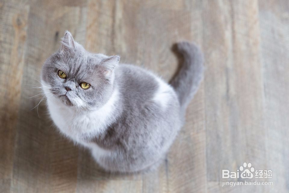 应对猫的泌尿问题