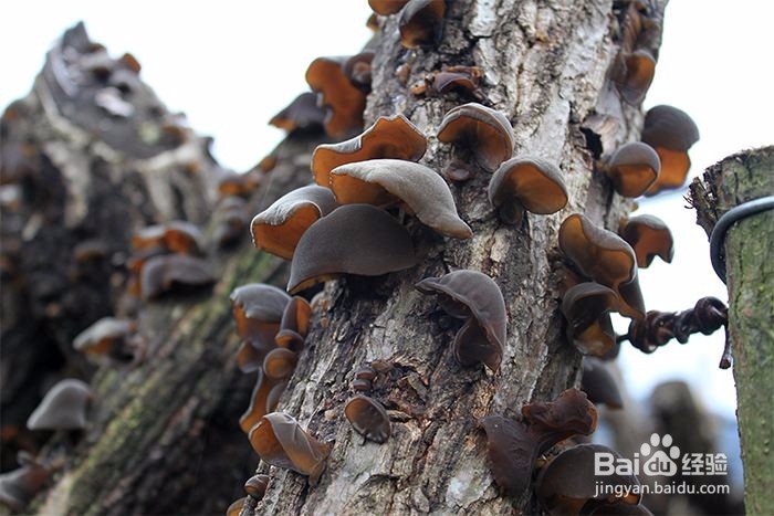 黑木耳怎么挑选？有什么食疗功效？