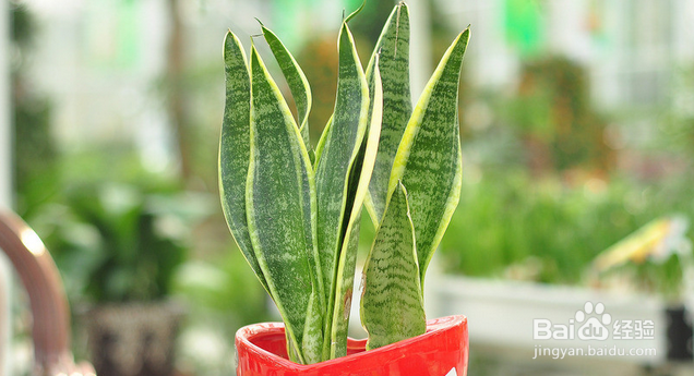 家里放哪些花会让家人更长寿