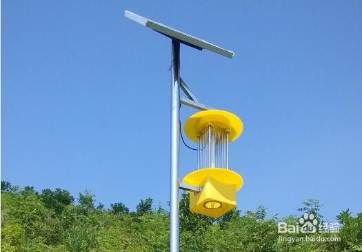 茶叶杀虫灯是怎么保障茶园绿色生产的