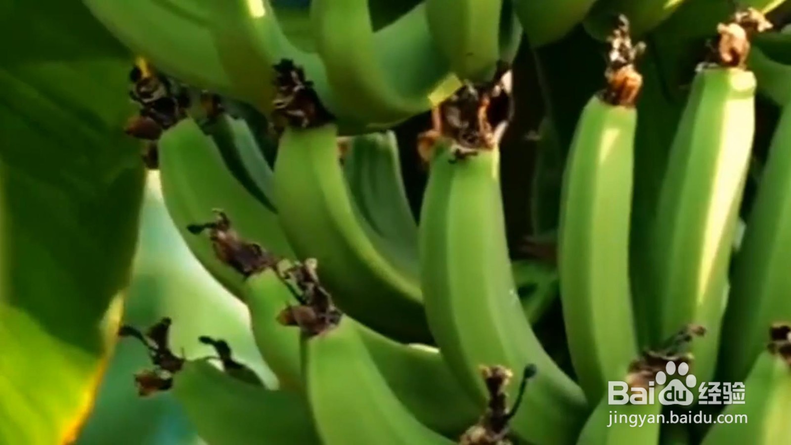 怎样巧用种植小技巧