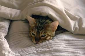 怎么杜绝猫在床上尿