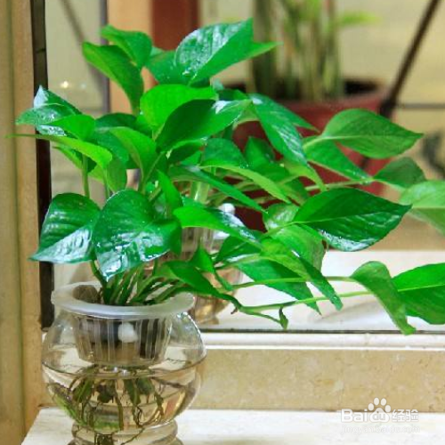 水养绿萝应加多少水?