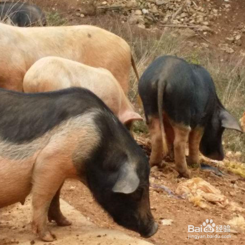 为什么不喝猪奶呢?