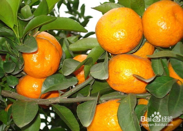 果树膨果增甜的水分管理和肥料管理