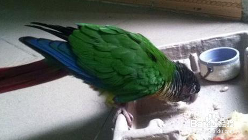 绿颊锥尾鹦鹉怎么训说话