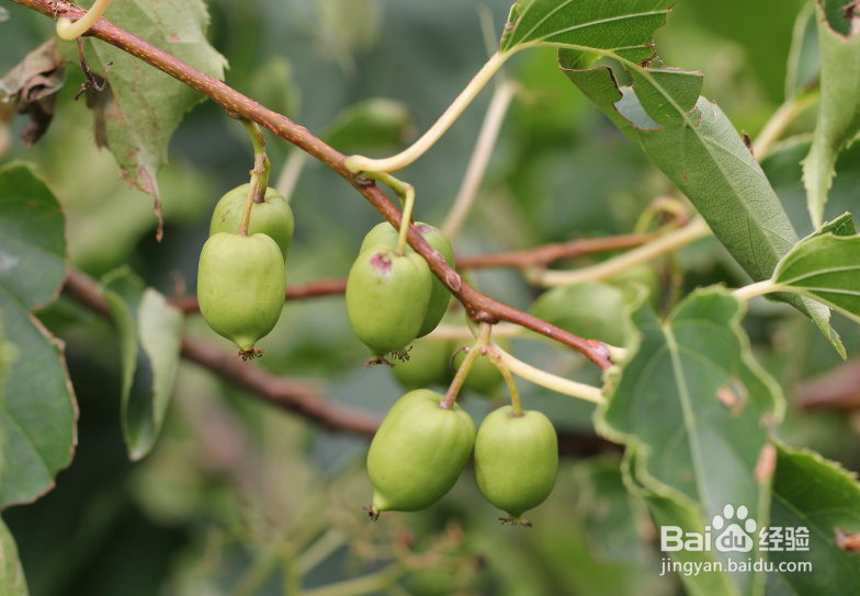 怎样种植软枣猕猴桃