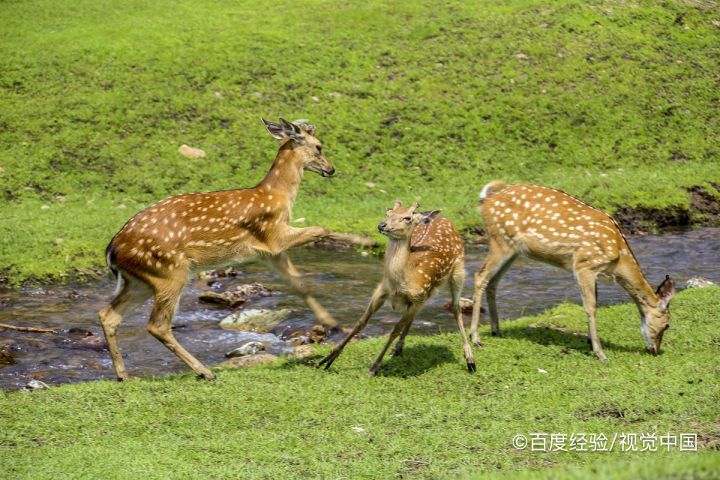 拈花湾鹿鸣谷攻略