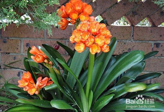 君子兰叶子变黄怎么办