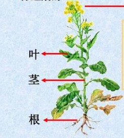 植物的根茎叶简易图片