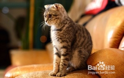 选购猫粮应该注意哪些？