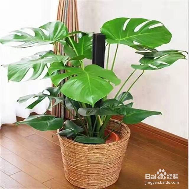 勤快人适合养的花,浇水越勤越能长爆盆