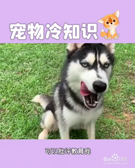 养哈士奇的注意事项