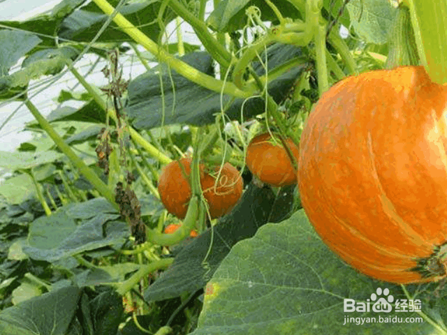 种植南瓜的注意事项