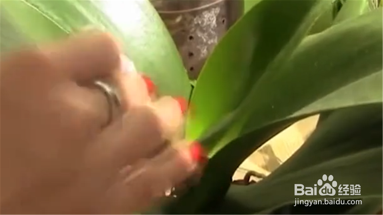如何让君子兰开花