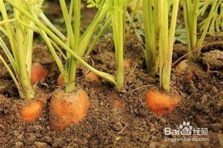 怎样种萝卜种子