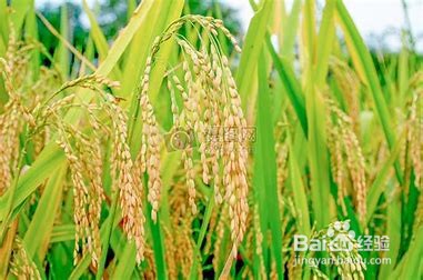 水稻白穗发生原因及防治方法#校园分享#