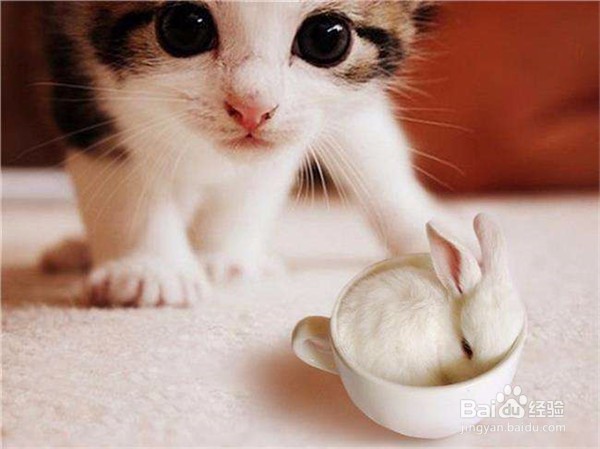 什么原因会导致猫咪呕吐