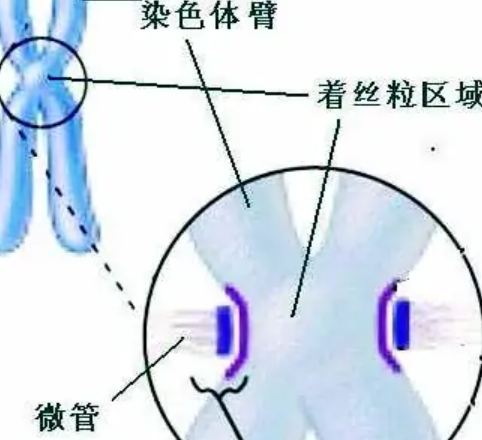 高中生物,如何区分着丝粒和着丝点