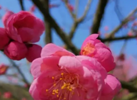 芳字昵称4个字