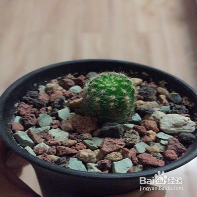 席克氏仙人球怎么养