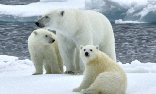 北极熊生活在什么地方，企鹅生活在什么地方