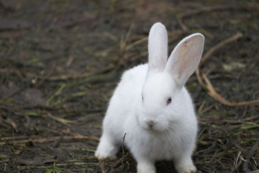 白兔子的眼睛什么颜色