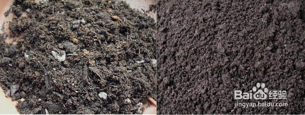 在花盆里种草莓的具体方法,分冬季和夏季两种.