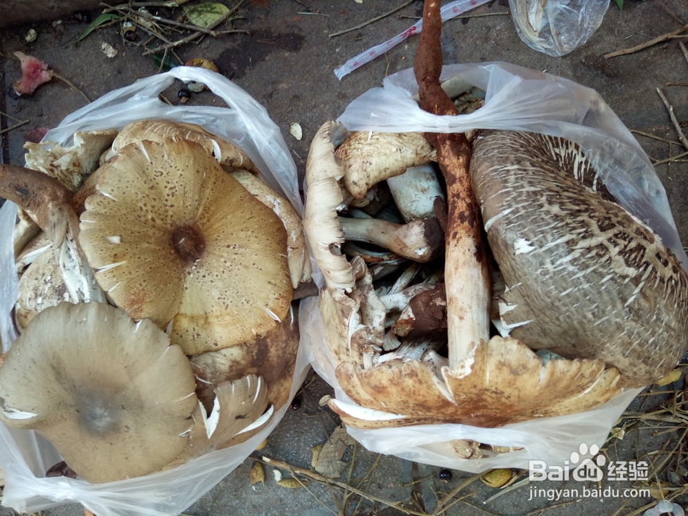 云南美食野生菌鸡枞鲜香味美吃货首选