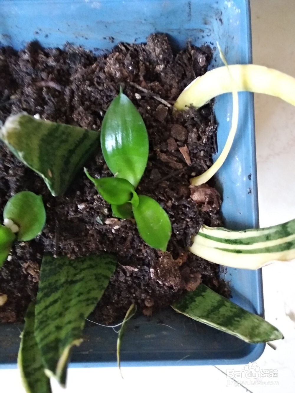 金边虎皮兰的扦插