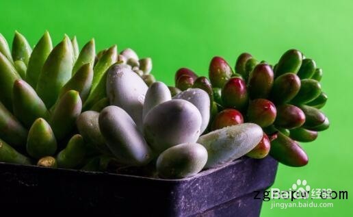 多肉植物如何养好