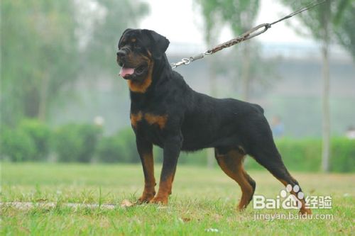 关于狗狗纯种和血统区别