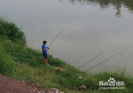 立春后野河如何钓鲤鱼