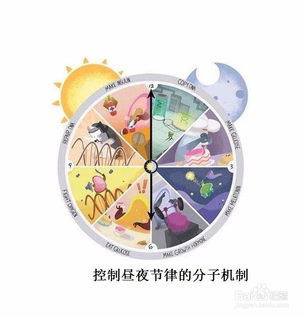 四个字的诺贝尔奖忠告给我们哪些健康建议