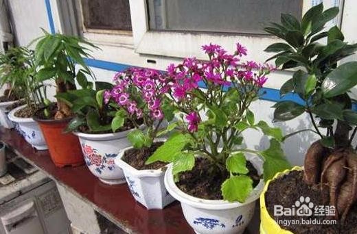 家庭自制有机肥 有机肥的做法