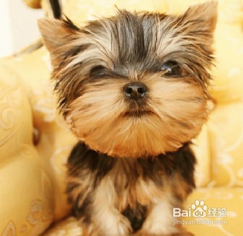 教你如何照顾老龄犬