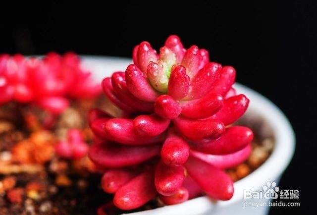 这几种蔬菜溶液养花，让植物枝繁叶茂，花开爆盆