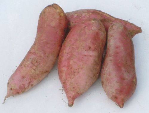 夏季吃哪些蔬菜养胃