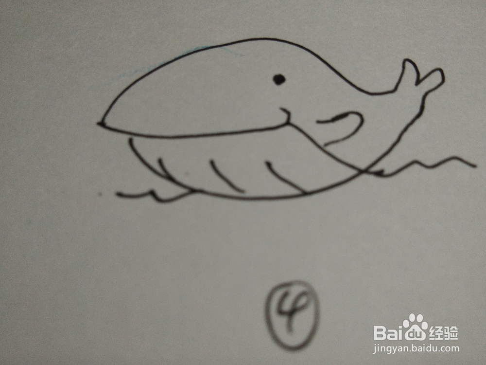 教宝宝画简笔画，海豚