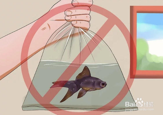 如何治疗和预防热带鱼的白点病