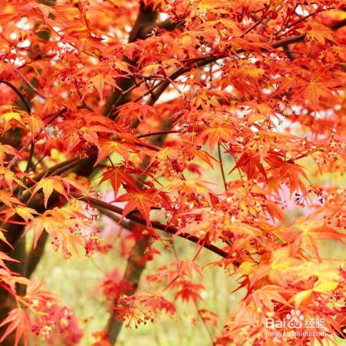 红枫树种子种植方法