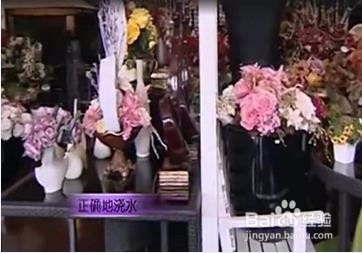 如何室内养花不死?室内养花的技巧、注意事项