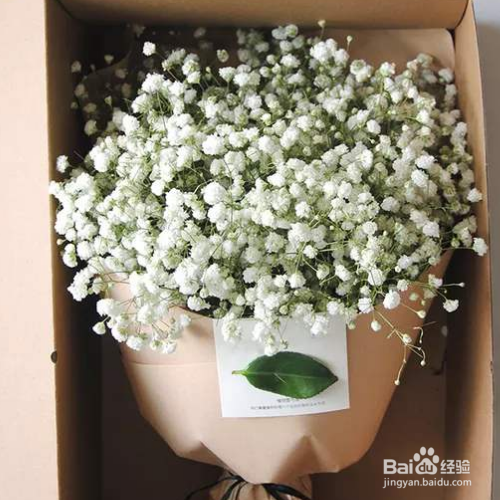 满天星适合室内养殖吗？