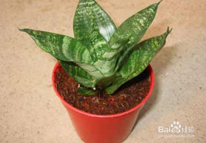 虎尾兰的养殖方法和注意事项