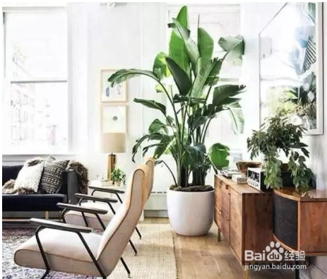 春季给植物换盆需要注意什么？